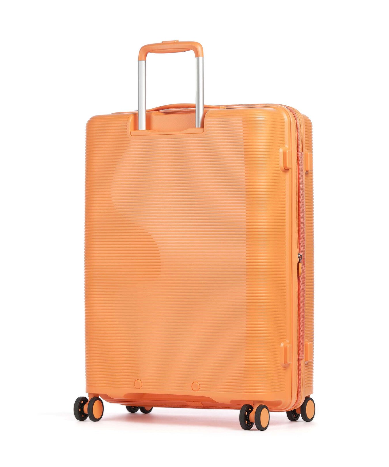 Echolac Forza M Spinner (4 wheels) apricot crush